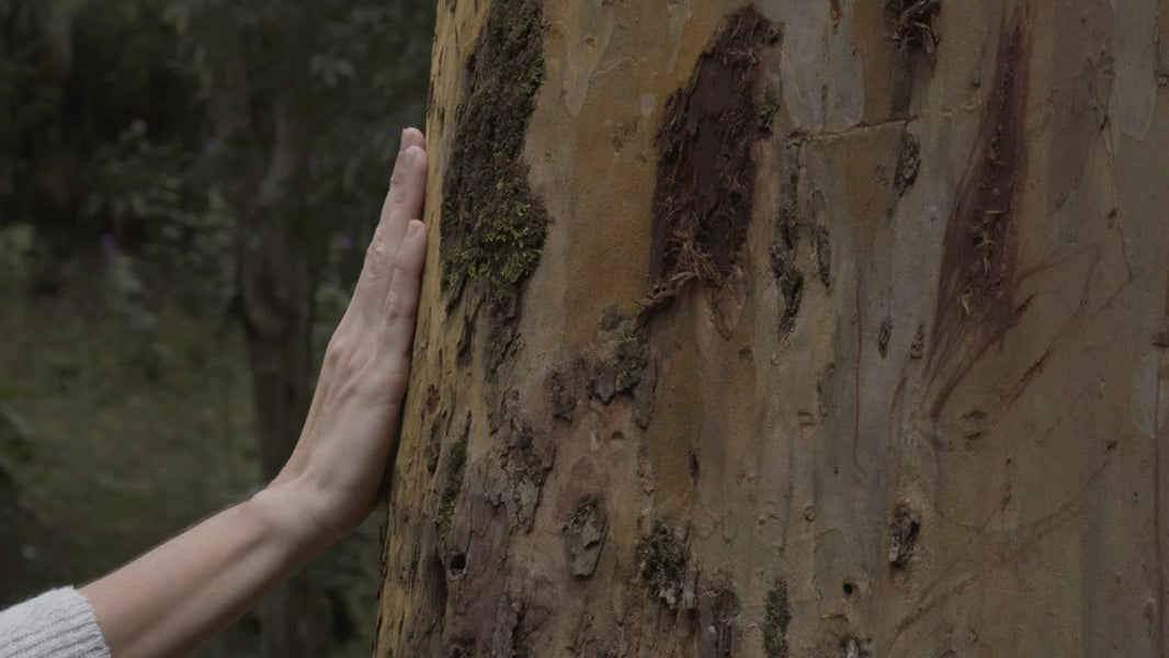 Sustainable wooden urns explained: what eco-friendly really means